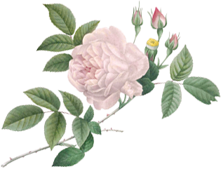 have kindness, care, and compassion. an illustration of a white rose is shown.